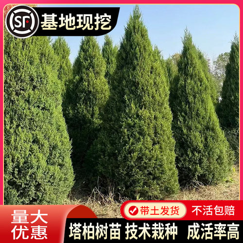 柏树树苗 塔柏 扁柏松柏侧柏树苗圆柏松树宝塔松龙柏苗绿化四季青 - 图1