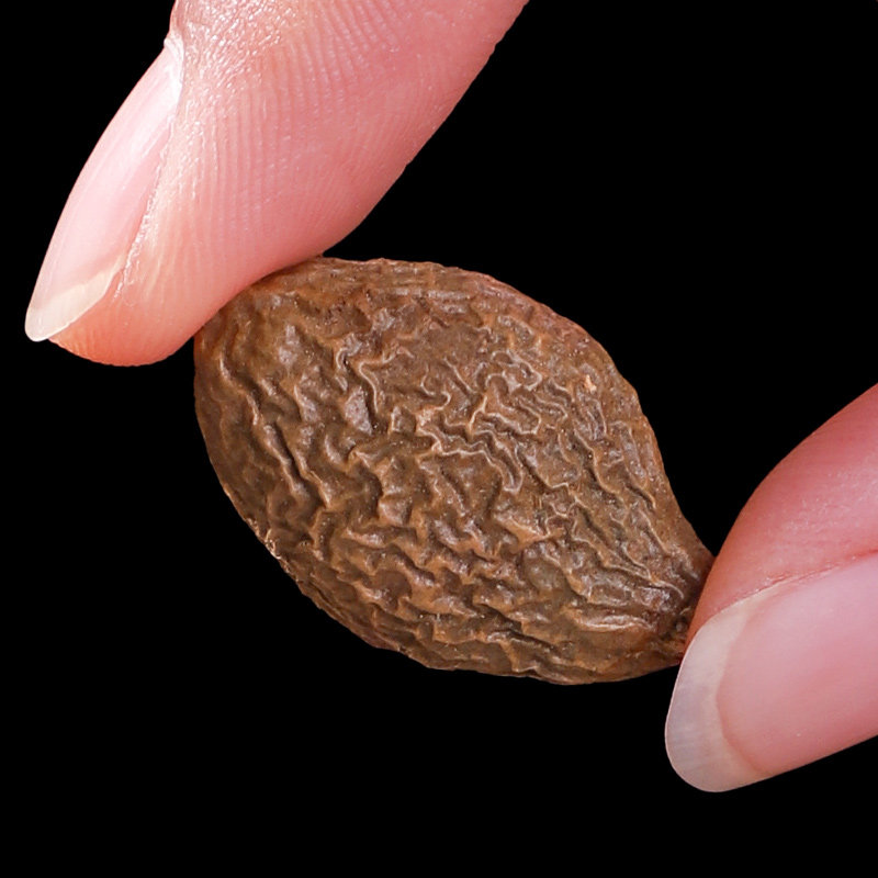 胖大海咽炎茶正品组合非特级菊花茶 璞补康养生茶