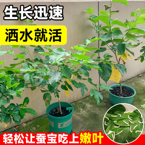 桑树活苗桑叶树苗盆栽养蚕食用大叶桑葚四季种绿植强桑一号蚕桑苗 - 图1