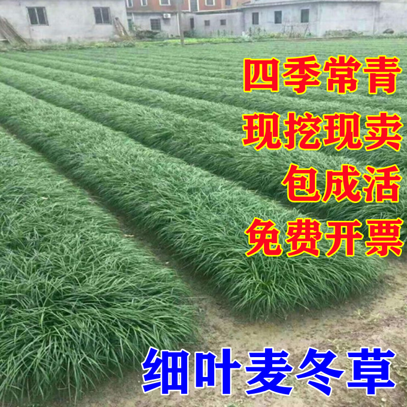 细叶麦冬草玉龙草庭院绿化植物四季矮麦冬草沿阶草耐阴长叶麦冬草 - 图0