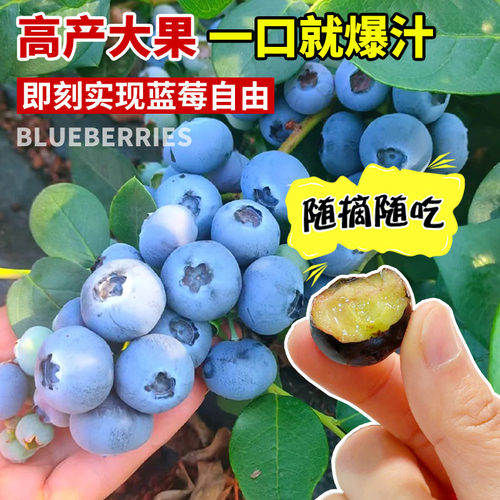 蓝莓树果苗蓝莓苗盆栽地栽果苗带大果南北方种植苗兔眼绿宝石果树 - 图0