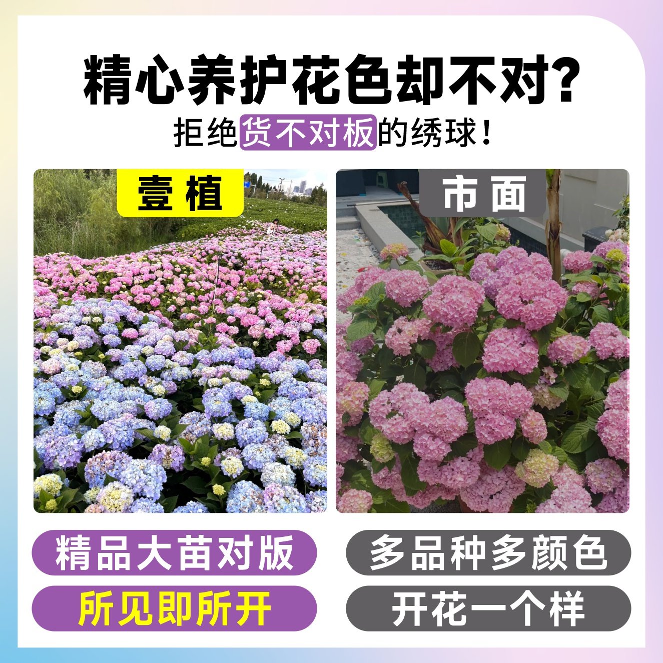 绣球花苗老桩大苗阳台带花无尽夏庭院耐寒树苗盆栽植物卉八仙花苗,淘宝优惠券,粉丝福利购,淘宝优惠卷