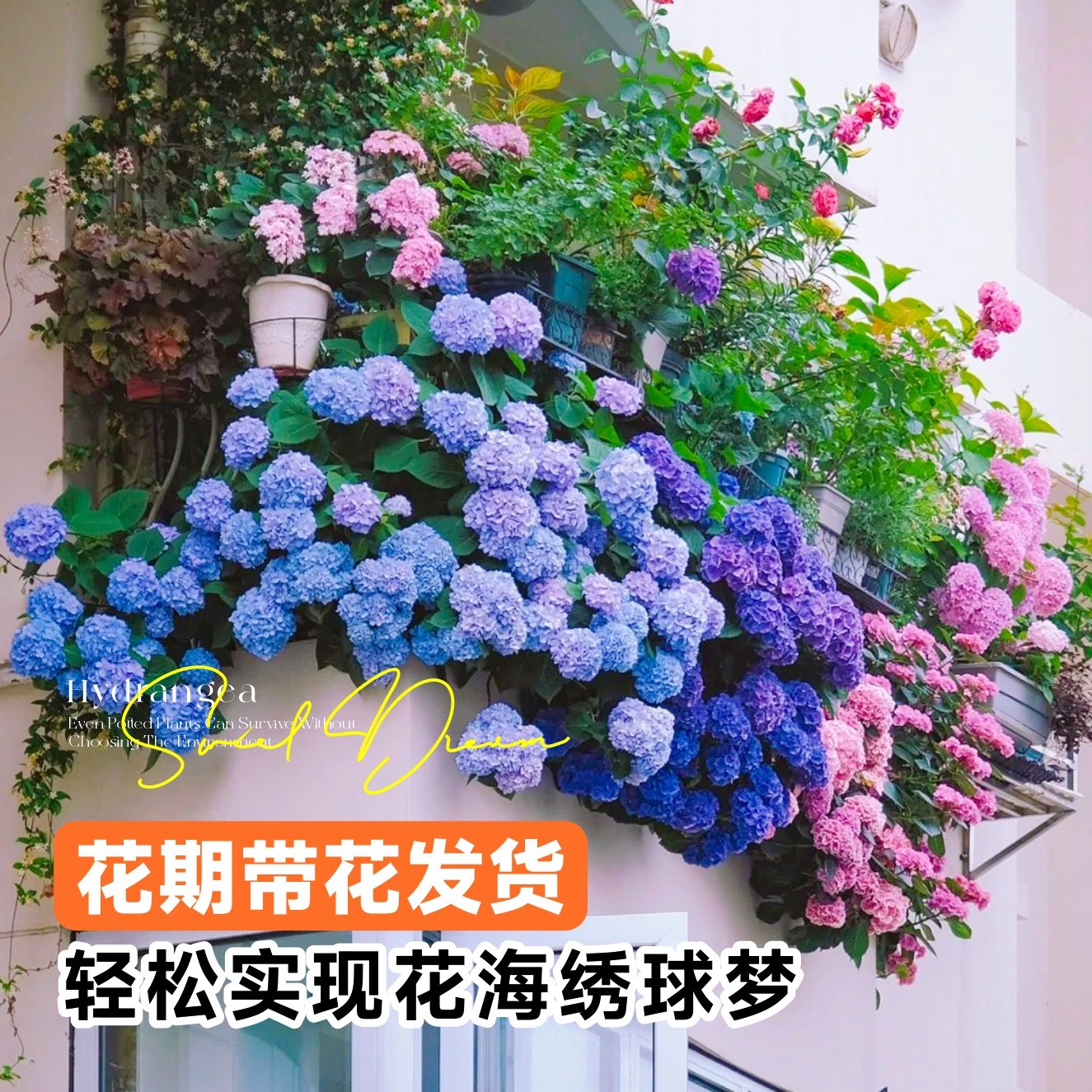 绣球花苗老桩大苗阳台带花无尽夏庭院耐寒树苗盆栽植物卉八仙花苗,淘宝优惠券,粉丝福利购,淘宝优惠卷