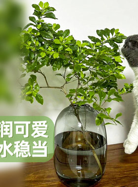 玻璃花瓶摆件客厅插花透