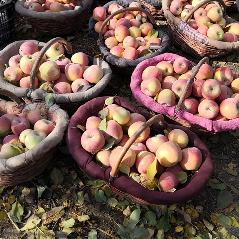  阿克苏原产地苹果