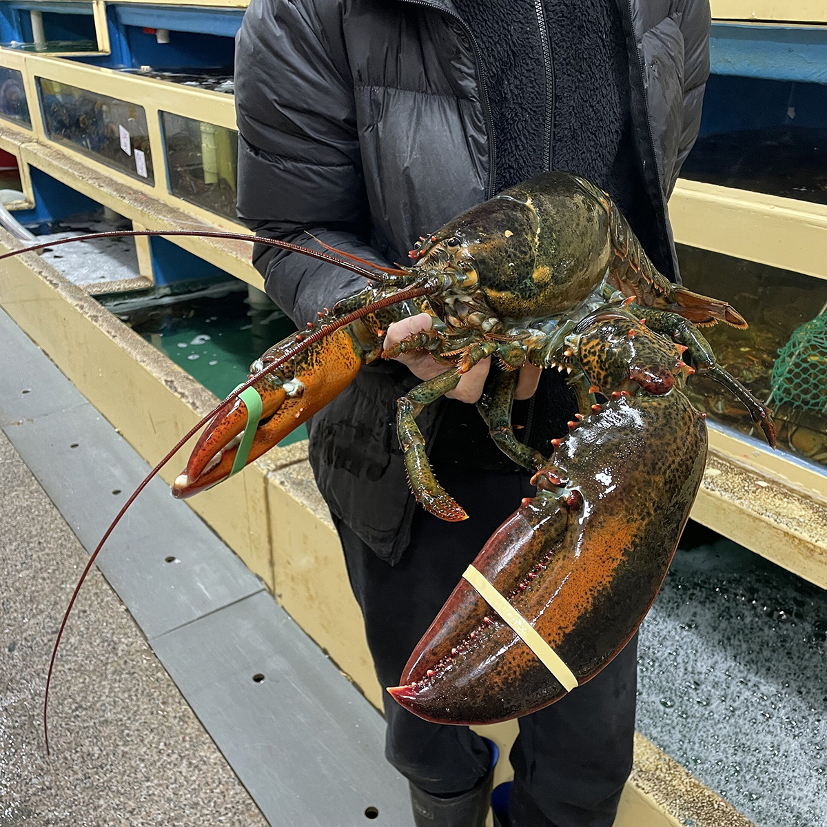 波斯顿龙虾 海鲜配送-深圳市伟泰发农产品配送有限公司