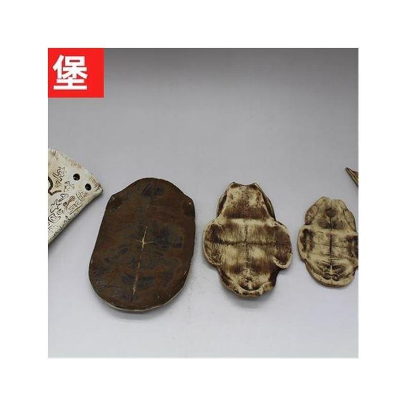 硬树脂甲骨文仿真小摆件龟甲兽骨古文字化石儿童认知早教玩具模型 - 图3
