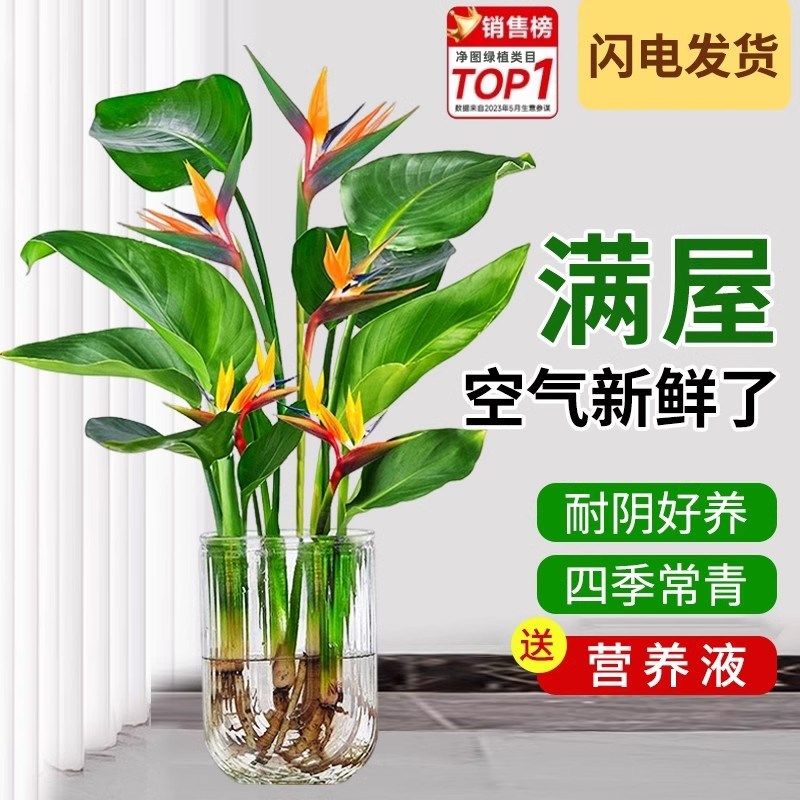 水培天堂鸟植物盆栽花卉客厅室内桌面鹤望兰吸甲醛四季好养活绿植,淘宝优惠券,粉丝福利购,淘宝优惠卷