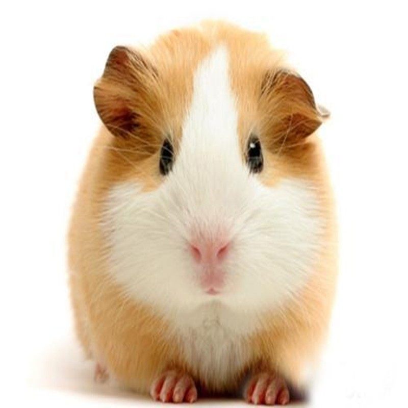 大型宠物荷兰鼠活体荷兰猪豚鼠彩豚白豚荷兰兔成年老鼠兔活物幼崽,淘宝优惠券,粉丝福利购,淘宝优惠卷