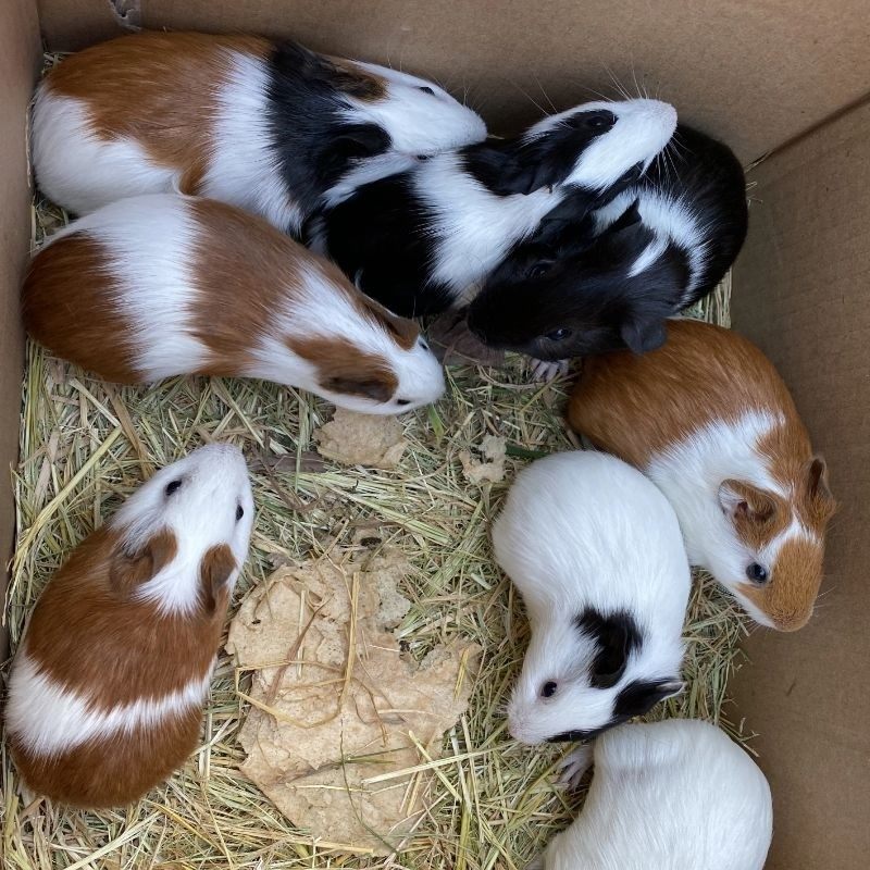 大型宠物荷兰鼠活体荷兰猪豚鼠彩豚白豚荷兰兔成年老鼠兔活物幼崽,淘宝优惠券,粉丝福利购,淘宝优惠卷