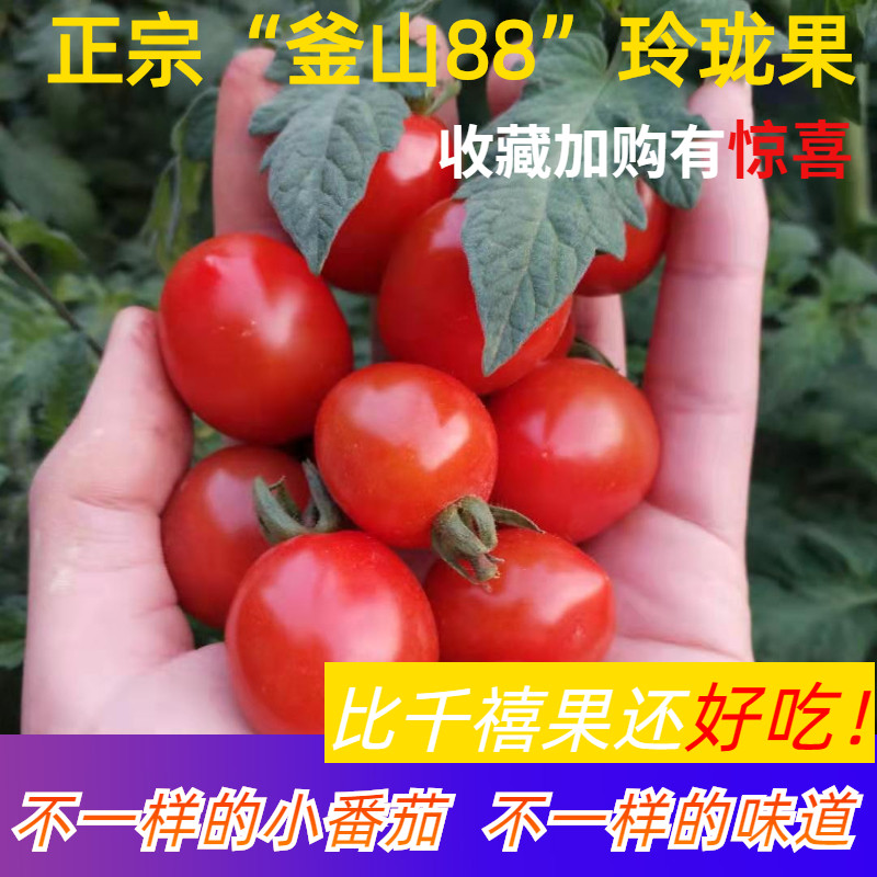 釜山88圣女果超甜小番茄千禧玲珑樱桃迷你农产品生吃寿光新鲜食用