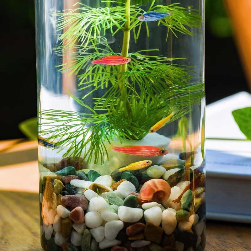 创意水族箱生态瓶微景观造景斗鱼缸免换水免打理桌面DIY造景鱼缸-图0