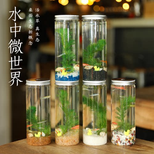 科学生态瓶创意水族箱造景斗鱼缸免换水免打理桌面DIY造景鱼缸 - 图0