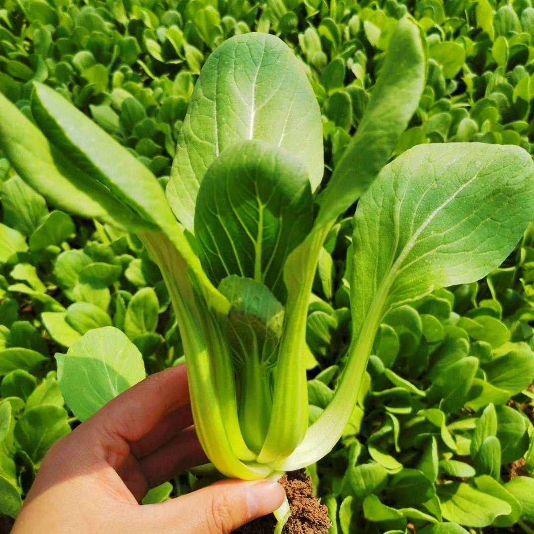 朵咔园艺上海青种子春秋阳台盆栽蔬菜籽油菜种孑青菜苏州青-图0