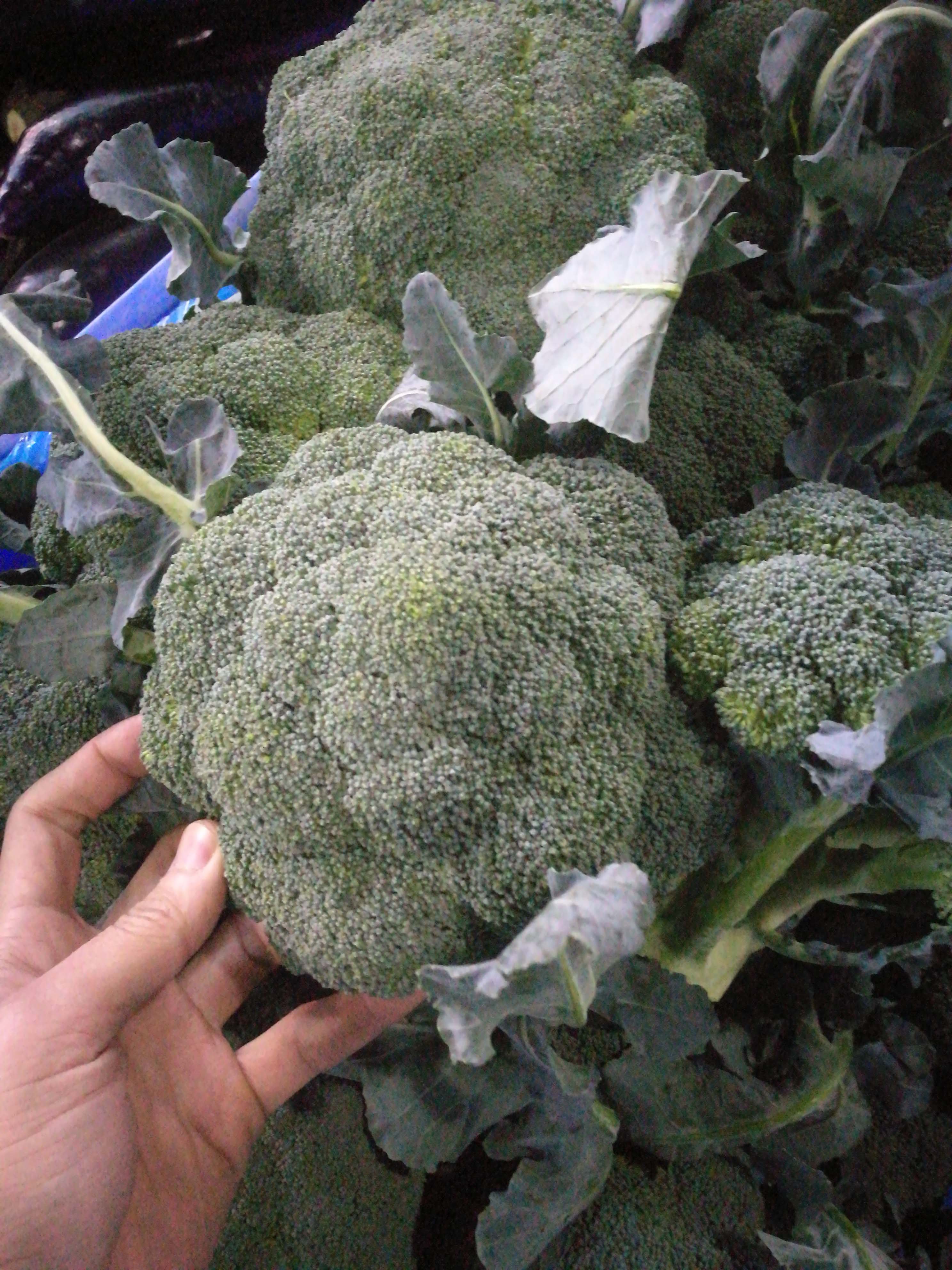 新鲜西兰花青花菜绿菜花西蓝兰花菜青花椰菜生态种植时令蔬菜 潘潘鲜品 淘优券
