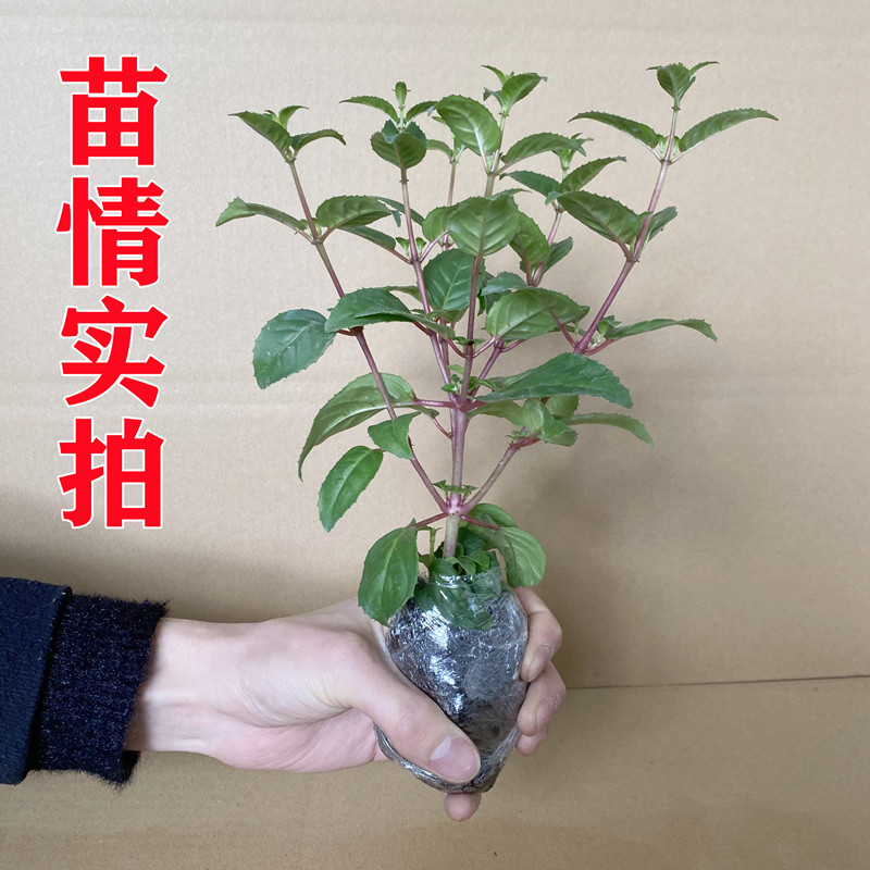 重瓣倒挂金钟花苗灯笼花盆栽室内绿植阳台四季开花带花苞不断花卉 - 图0