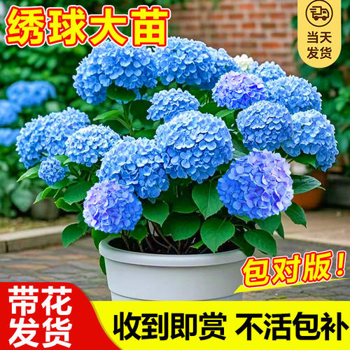 绣球花盆栽带花苞无尽夏树苗老桩花卉植物室内花阳台庭院四季好养 - 图3