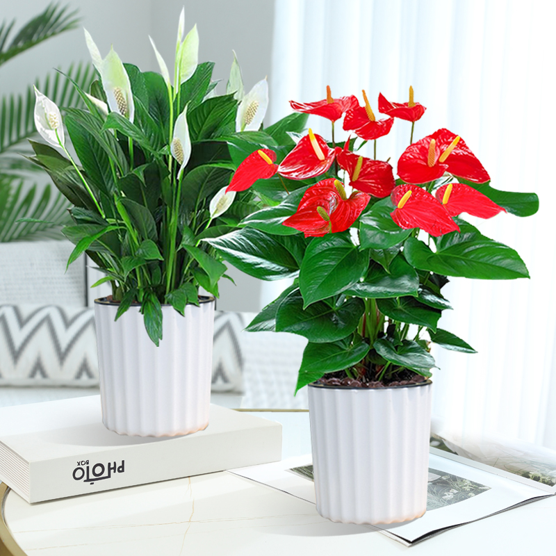 水培红掌白掌盆栽一帆风顺花卉植物室内好养绿植鸿运当头四季开花