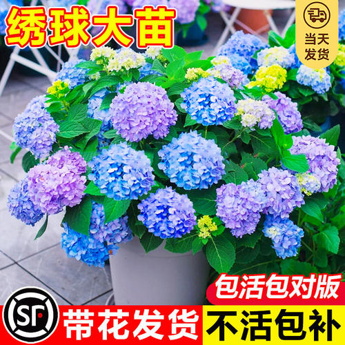 绣球花盆栽带花苞无尽夏树苗老桩花卉植物室内花阳台庭院四季好养 - 图0