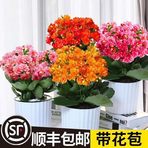 新品长寿花蟠桃柠檬水果糖带花盆大花重瓣带花苞室内开花多肉盆栽 - 图0