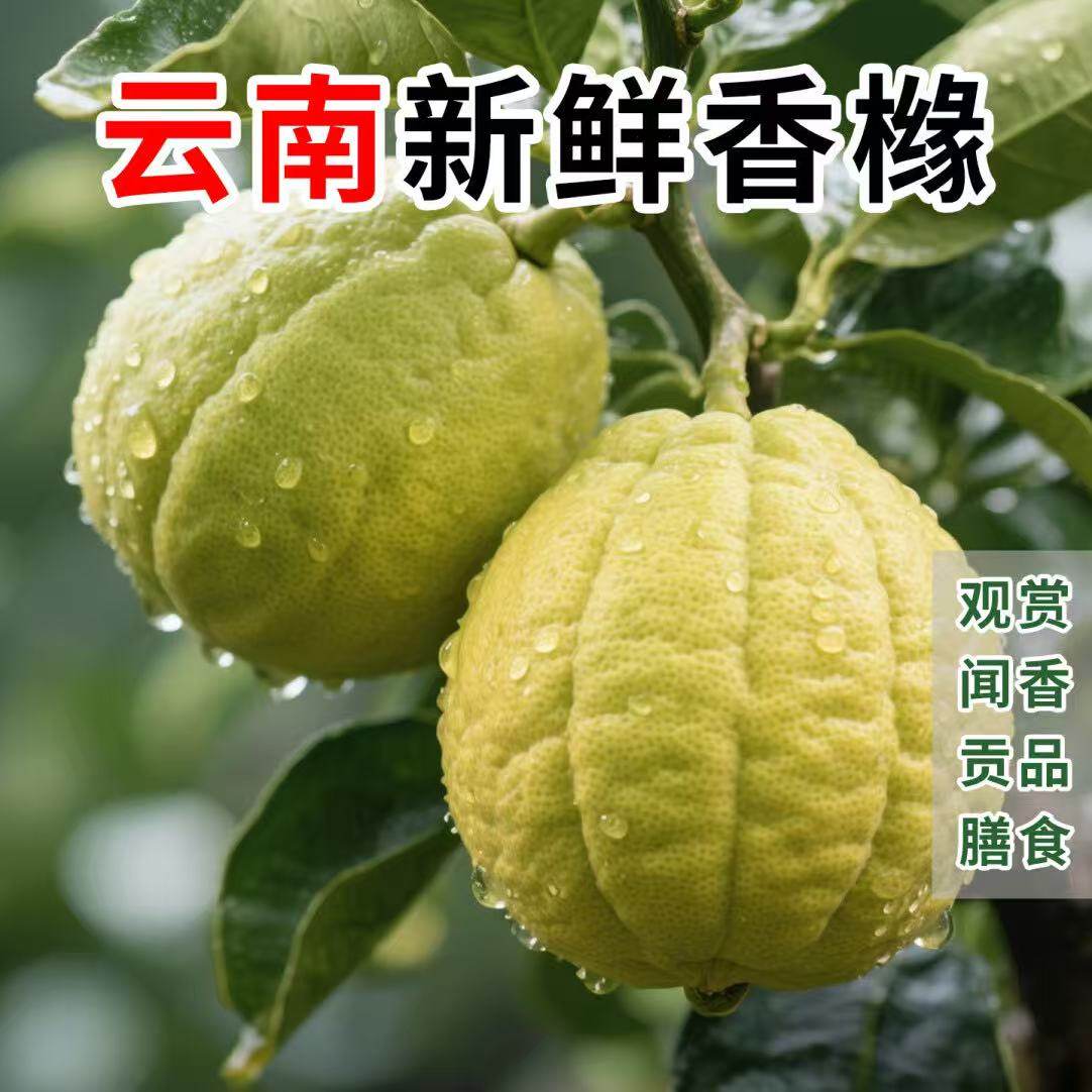 香橼云南鲜果新鲜高山香橼特大果室内摆件清供观赏闻香香薰中药材,淘宝优惠券,粉丝福利购,淘宝优惠卷