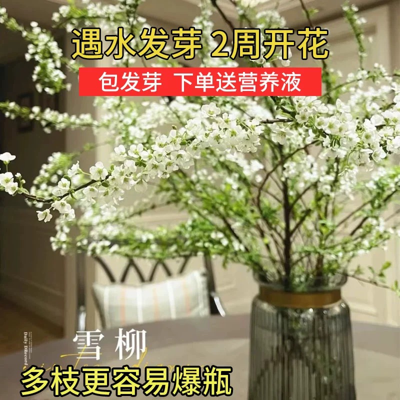 雪柳鲜枝水培盆栽绿萝箩花卉植物室内花绿植水养干枝龙柳吸除甲醛-图1