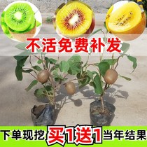 Red Hearts Soft Date Chic Exotic Fruit Saplings Grafted South Northern Cultivation Meme Peach Seedlings Back Year Results