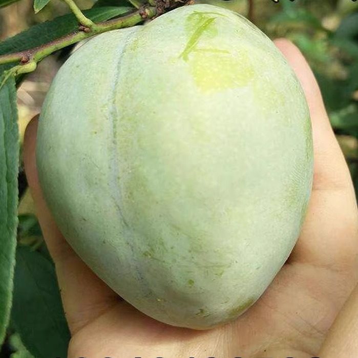 嫁接李子苗 黄金奈李苗 青奈李 油奈李子树苗 南方种植当年结果,淘宝优惠券,粉丝福利购,淘宝优惠卷