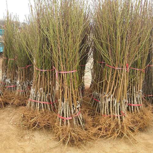 新品种新品特大黄桃树苗脆甜果大晚熟地栽盆栽南北方种植嫁接桃树 - 图1