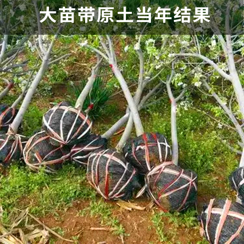 香妃海棠果树南北方地栽小苹果盆栽嫁接矮化鸡心果大秋果当年结果 - 图3