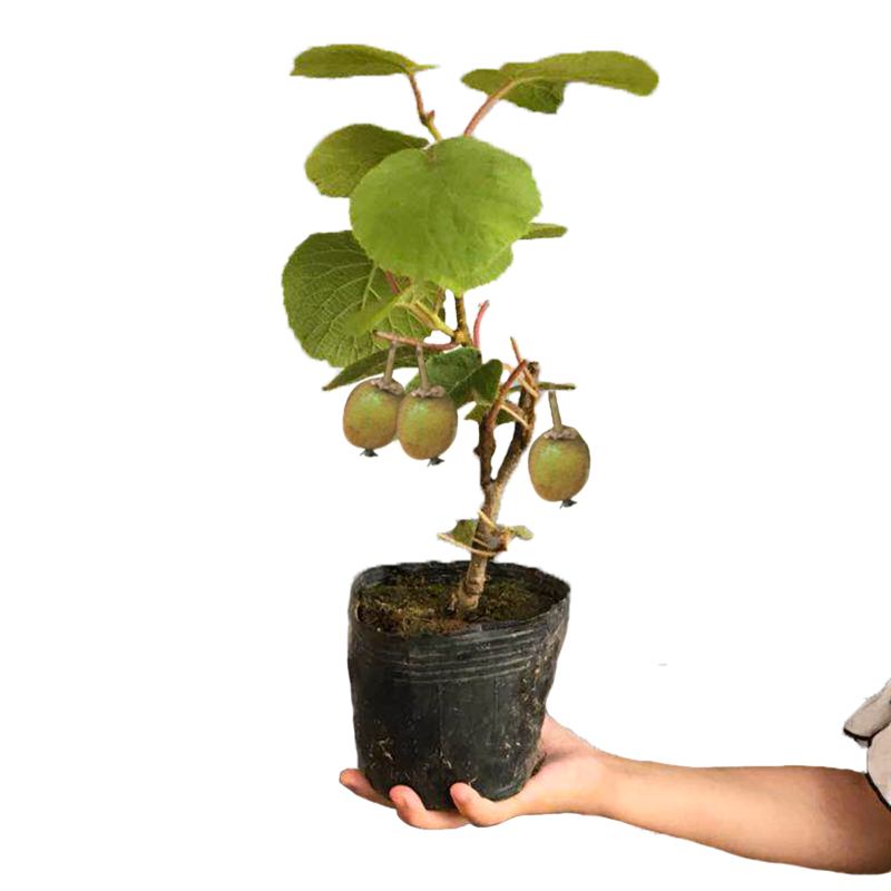 红心猕猴桃树果苗南北方种植庭院盆地栽爬藤当年结果软枣猕猴桃苗 - 图3