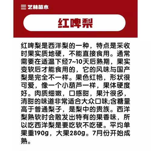 红梨树果苗嫁接红啤梨树苗巴梨西洋梨红皮梨苗红脾梨特大全红软梨 - 图2