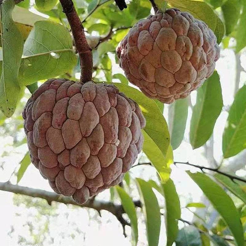 台湾凤梨释迦苗佛陀果南方种植嫁接盆栽阳台庭院番荔枝释迦果苗树 - 图0