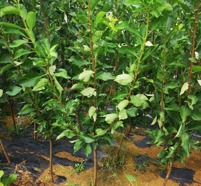嫁接李子苗 黄金奈李苗 青奈李 油奈李子树苗 南方种植当年结果,淘宝优惠券,粉丝福利购,淘宝优惠卷