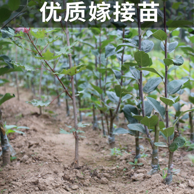 香妃海棠果树南北方地栽小苹果盆栽嫁接矮化鸡心果大秋果当年结果 - 图1