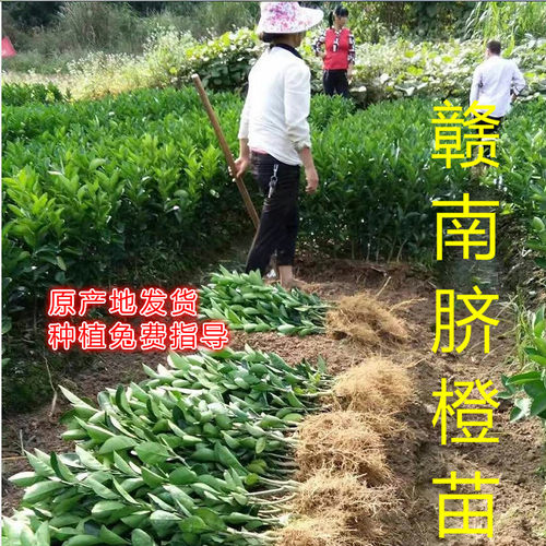 正宗江西赣南脐橙苗纽荷尔赣州脐橙树苗龙回红橙子树苗红肉血橙苗 - 图1