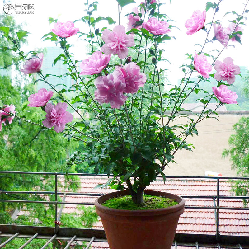 木槿花盆栽重瓣大花花苗耐寒耐热花卉苗木可食用木槿树苗,淘宝优惠券,粉丝福利购,淘宝优惠卷