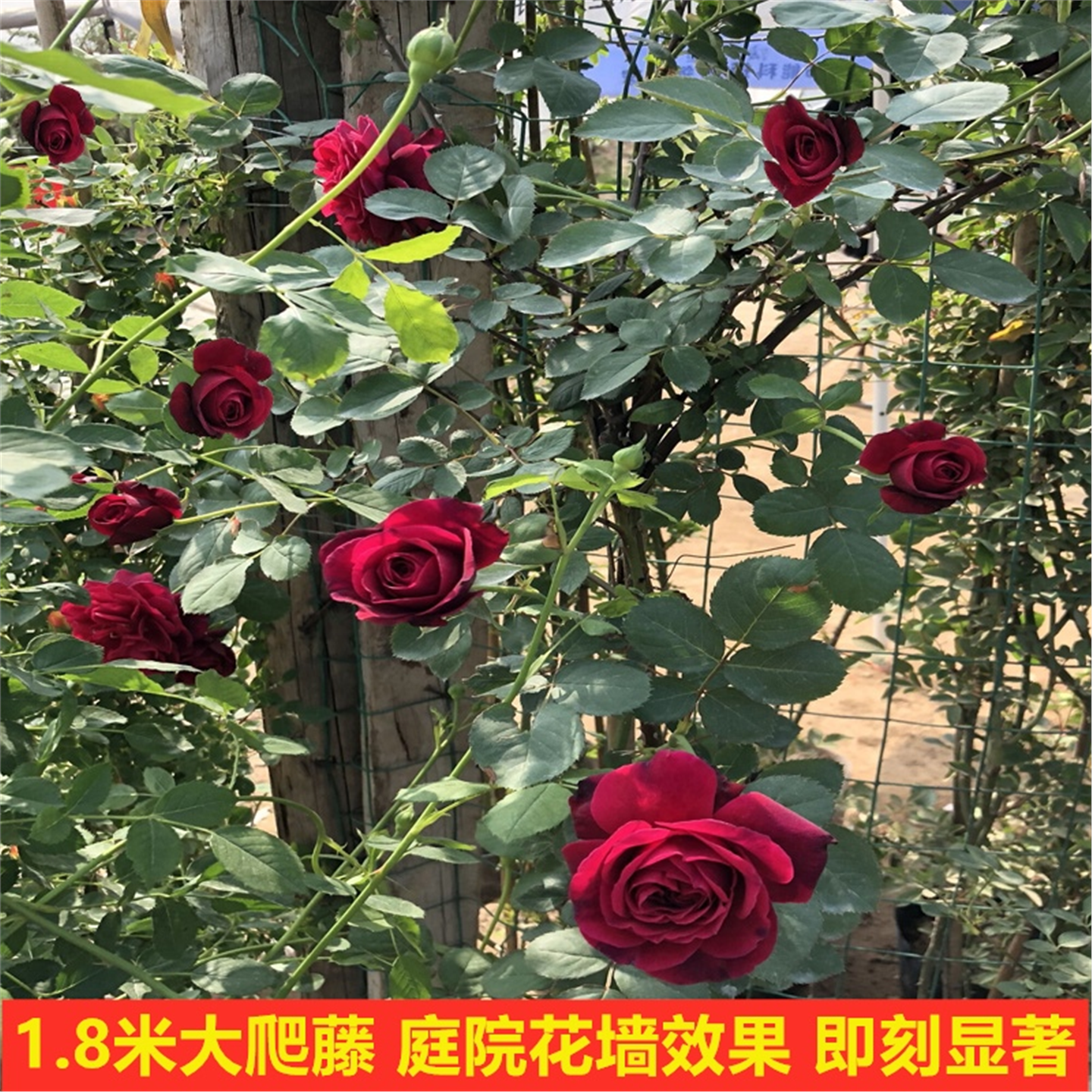 月季蔷薇花苗爬藤多季开花特大花庭院浓香玫瑰花盆栽花卉藤蔓植物,淘宝优惠券,粉丝福利购,淘宝优惠卷