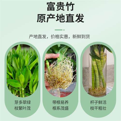 带根龙竹文昌竹转运竹发财竹富贵竹植物水养客厅室内盆栽水培绿植 - 图2