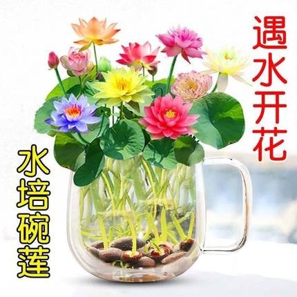 四季开花盆栽碗莲种子水培植物睡莲荷花阳台水生水养室内绿植花卉