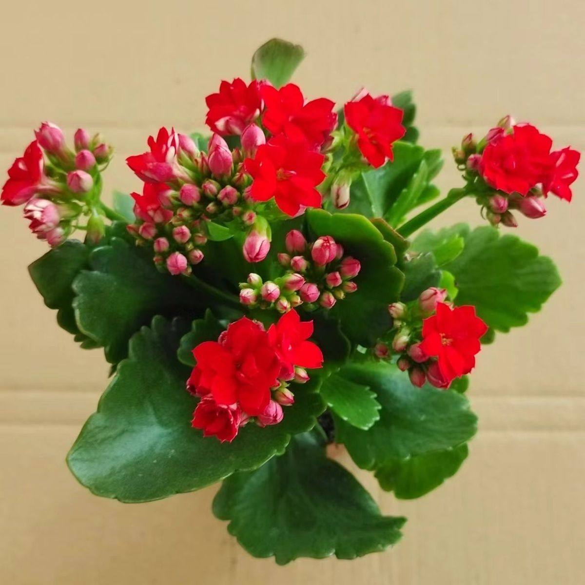 【稀有长寿花】金狐狸盆栽大花重瓣四季开花带花苞室内外花卉直销,淘宝优惠券,粉丝福利购,淘宝优惠卷