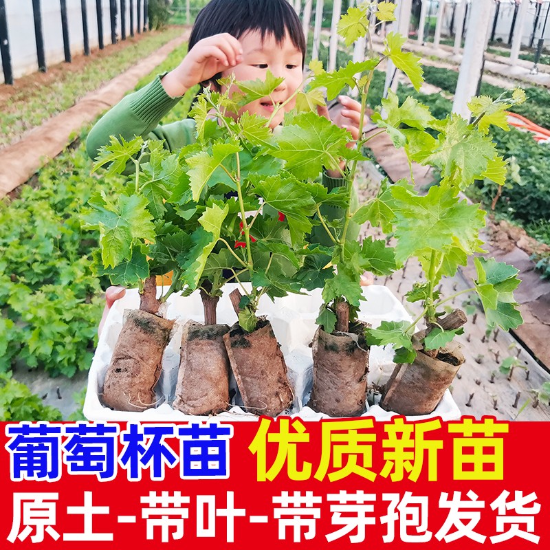 阳光玫瑰葡萄树苗盆栽包成活带土果树苗南北方种植葡萄苖当年结果 - 图0