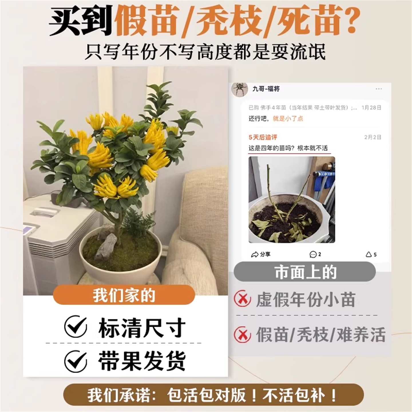 佛手树苗盆栽带果金华佛手柑盆景可食用植物阳台庭院花卉绿植好养,淘宝优惠券,粉丝福利购,淘宝优惠卷