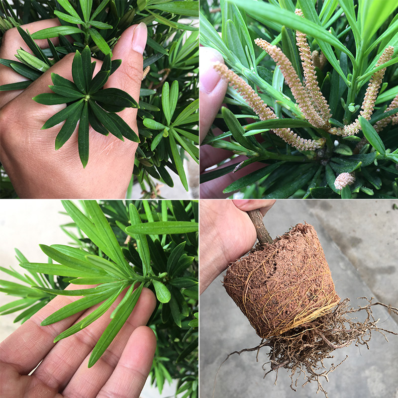 罗汉松名贵大树盆景树桩老桩树苗盆栽造型树大型室外别墅庭院小苗,淘宝优惠券,粉丝福利购,淘宝优惠卷