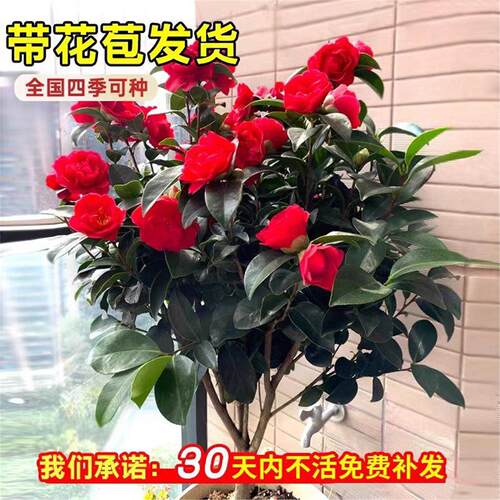 山茶花树苗带花苞四季香妃茶花盆栽室内外庭院阳台耐寒花卉绿植物 - 图0
