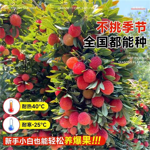 正宗东魁特大杨梅树苗仙居杨梅树嫁接苗南北方种植盆地栽当年结果 - 图2