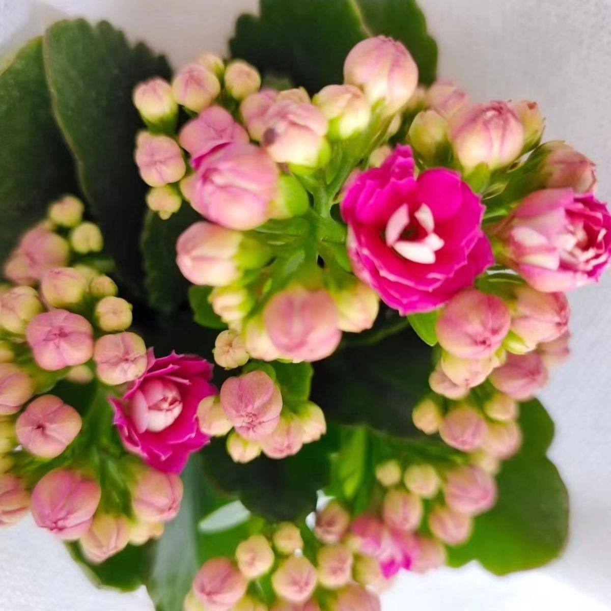 【稀有长寿花】金狐狸盆栽大花重瓣四季开花带花苞室内外花卉直销,淘宝优惠券,粉丝福利购,淘宝优惠卷