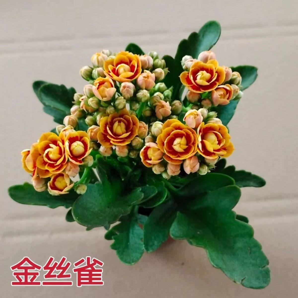 【稀有长寿花】金狐狸盆栽大花重瓣四季开花带花苞室内外花卉直销,淘宝优惠券,粉丝福利购,淘宝优惠卷