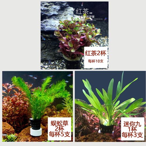 鱼缸水草植物真水草造景套餐蜈h蚣草绿菊阴性水草增养新手懒人水