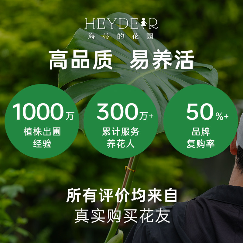 海蒂的花园旗舰店龟背竹客厅大盆栽办公室绿植室内盆栽龟背竹老桩,淘宝优惠券,粉丝福利购,淘宝优惠卷